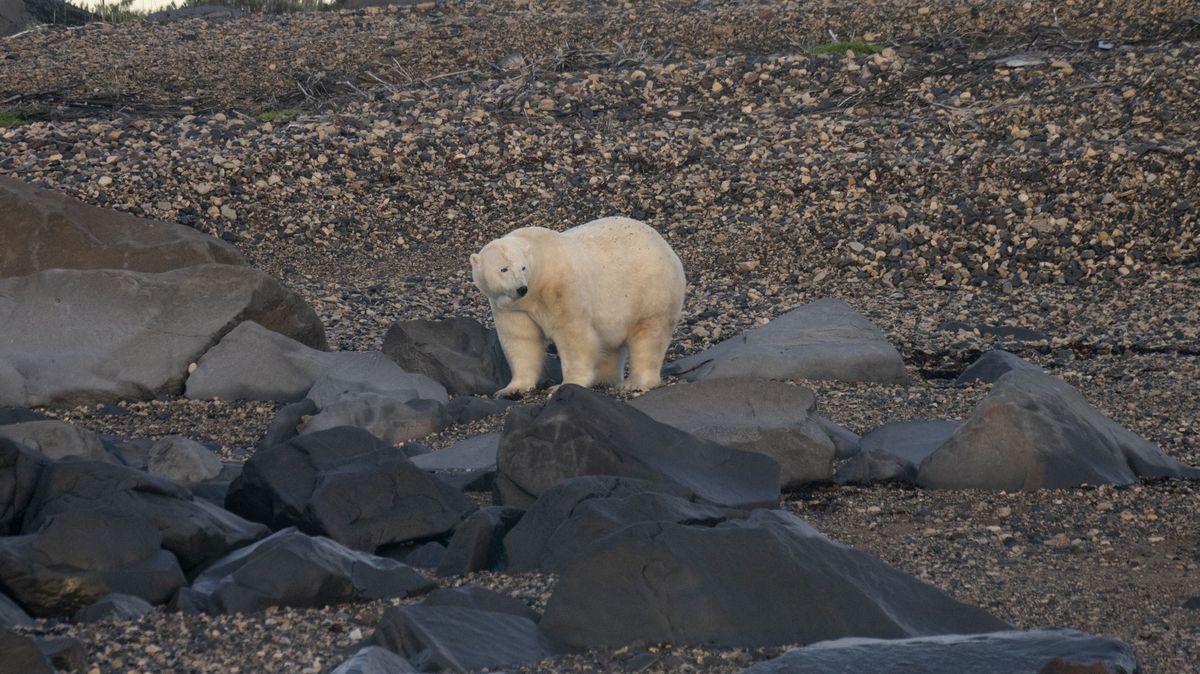 Lední medvědi mizí ze své domoviny, hlásí vědci z pobřeží Hudsonova zálivu